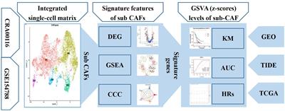 The novel subclusters based on cancer-associated fibroblast for pancreatic adenocarcinoma